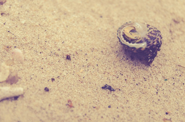 hermit crab on sand beach