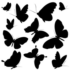 black butterfly, on a white
