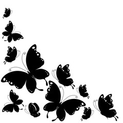 black butterfly, on a white