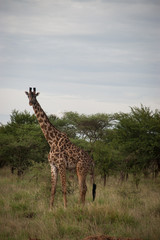 Wild giraffe in Serengeti National Park, Tanzania