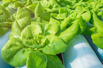 Organic Vegetable in the farm.