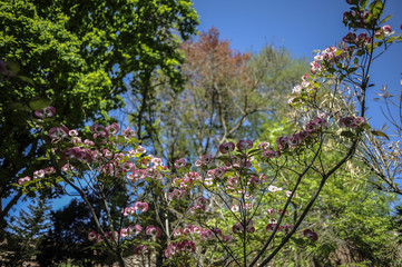 cornus florida