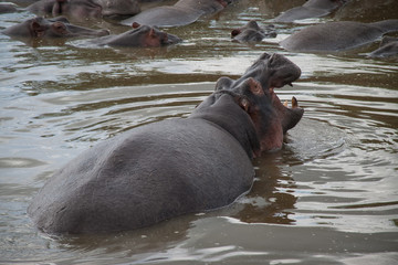Wild hippopotamus in Hippo Pool, Serengeti National Park, Tanzania