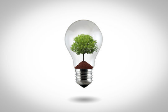 light bulb with green tree