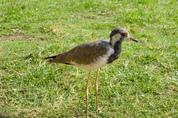 Bird of Kentish Plover in India
