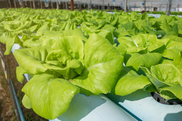 Organic Vegetable in the farm.