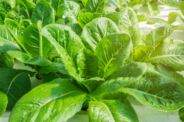 Organic Vegetable in the farm.