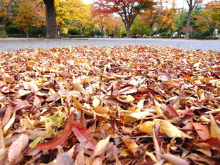 ケヤキの落ち葉積る公園風景