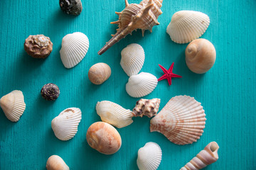 Seashells on blue wooden background