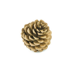 Pine cone isolated on white background