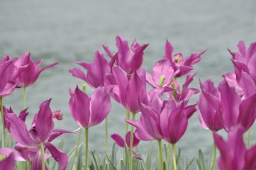 spring flowers