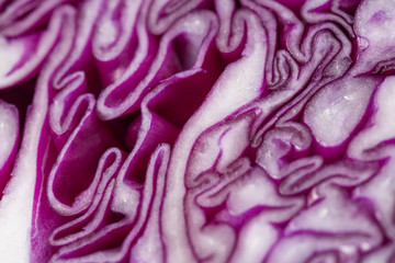 Red cabbage in close-up shot