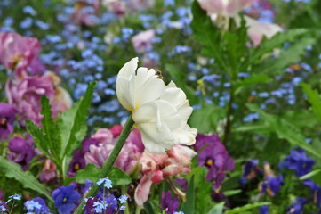 springflower