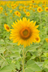 Sunflowers bloom in garden on the autumn.