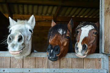 Portret van drie grappige lachende paardenhoofden in hun stal. Equestrianan paardrijden concept