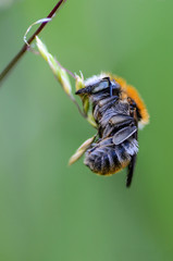 Sleeping wild bee