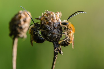 Sleeping wild bees