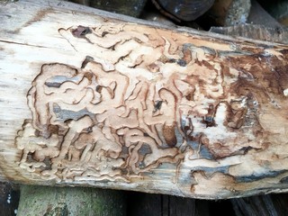 Fraßgänge an einem Baumstamm durch Schädlingsbefall