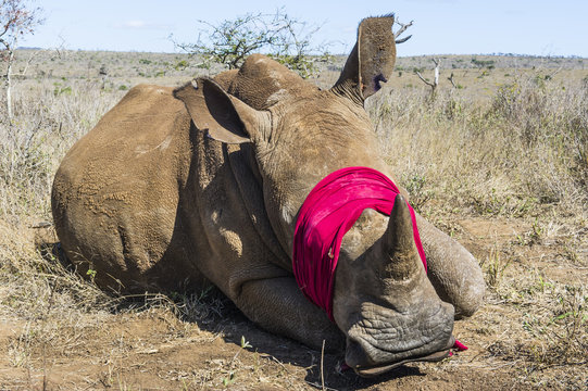 White Rhino capture and notching operation
