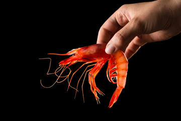 Hand holding prawn