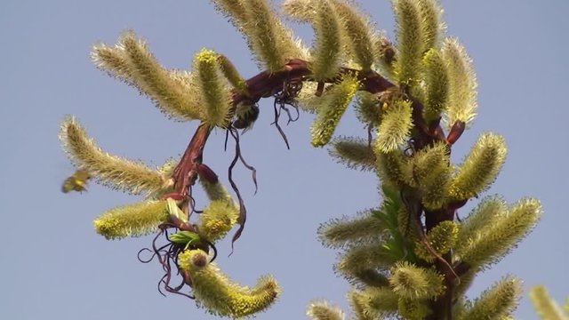 Bepackt mit Bl&uuml;tenstaub fliegen Honigbienen auf die vom Wind gesch&uuml;ttelten Palmk&auml;tzchen