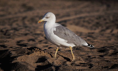 Seagull on a sandy beach at the sea sunrise clous-up