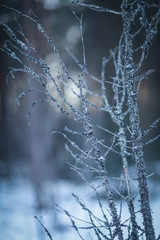 старое дерево в зимнем лесу 