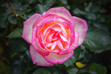 Beautiful roses in the garden