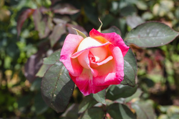 Obraz premium Beautiful roses in the garden