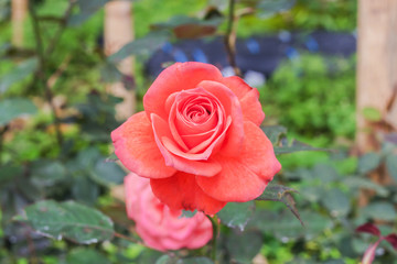 Beautiful roses in the garden