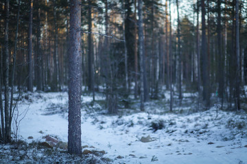 Зимний лес