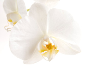 Naklejka na ściany i meble Flower white Phalaenopsis orchids closeup