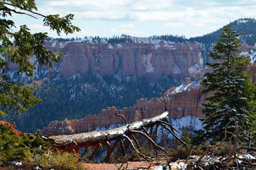 Snow-covered Tree Trunk in Bryce Canyon, Utah