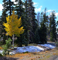 Quaking Aspen covered in Snow, Bryce Canyon, Utah in Winter