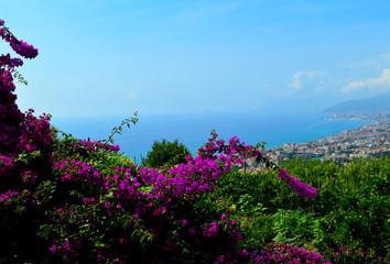 Obraz premium Fiori e Mare