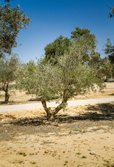 Olive trees in the garden