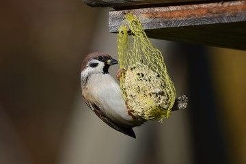 Ein Spatz hängt an einem Meisenknödel