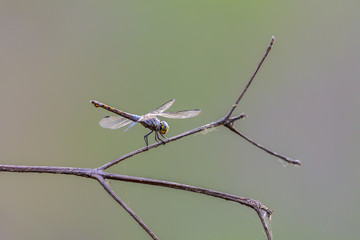 Beautiful dragonfly on branch.