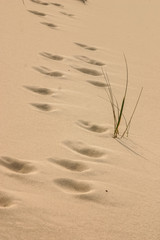 Beautiful white sand at the sea beach