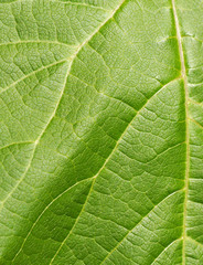 Leaf texture