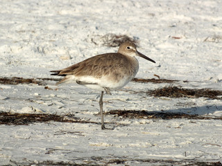 Sandpiper