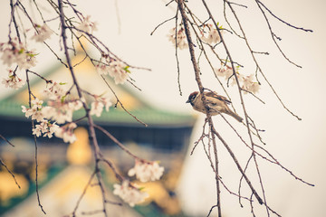 sparrow bird on the cheery blossom tree ,vintage