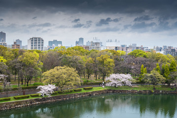 Fototapeta na wymiar spring cherry blossoms on the moat of Himeji Castle, Japan..