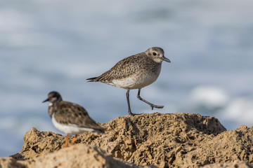 Grey Plover walking on Kurkar sandstones