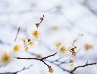 Beautiful flowering Japanese cherry - Sakura. Background with fl