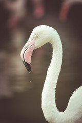 Close up of pink flamingo in zoo , vintage