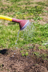 Watering the beds from a watering can