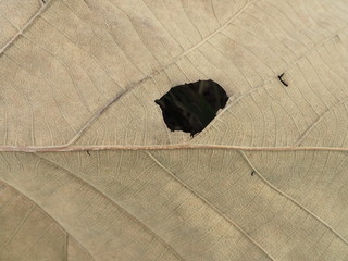 dry leaf with holes