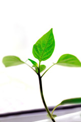 Green sprout on a windowsill