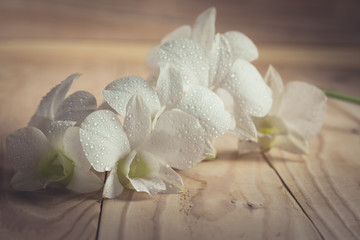 White orchid(Phalaenopsis ) on a wooden background close-up , vi